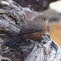 Rockwarbler